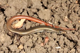 Barry Lyon's Grassland Skink
