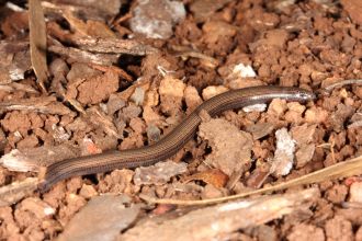 Limbless Fine-lined Slider