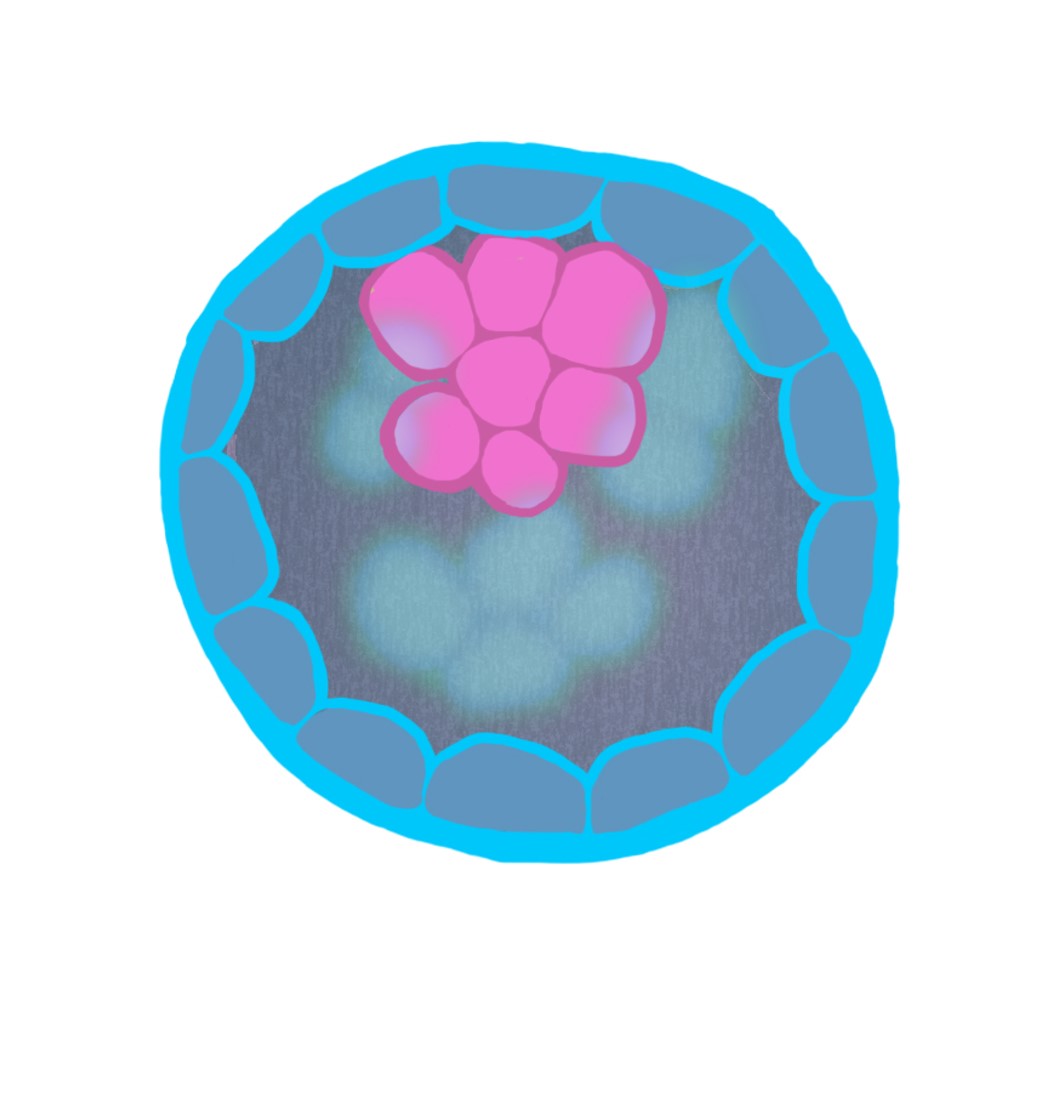 A cartoon embryo five days post conception.