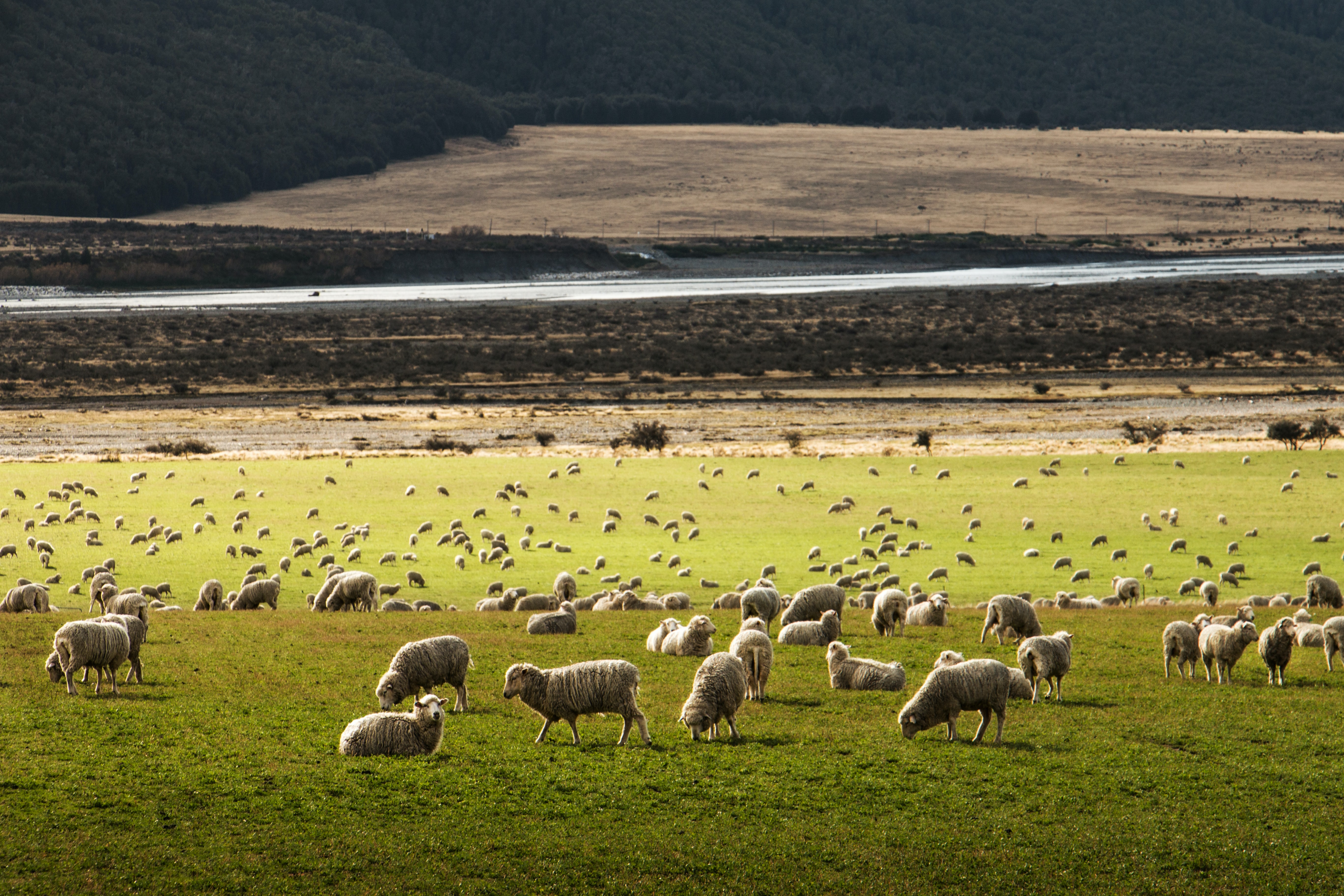 Photo by Martin Bisof on Unsplash