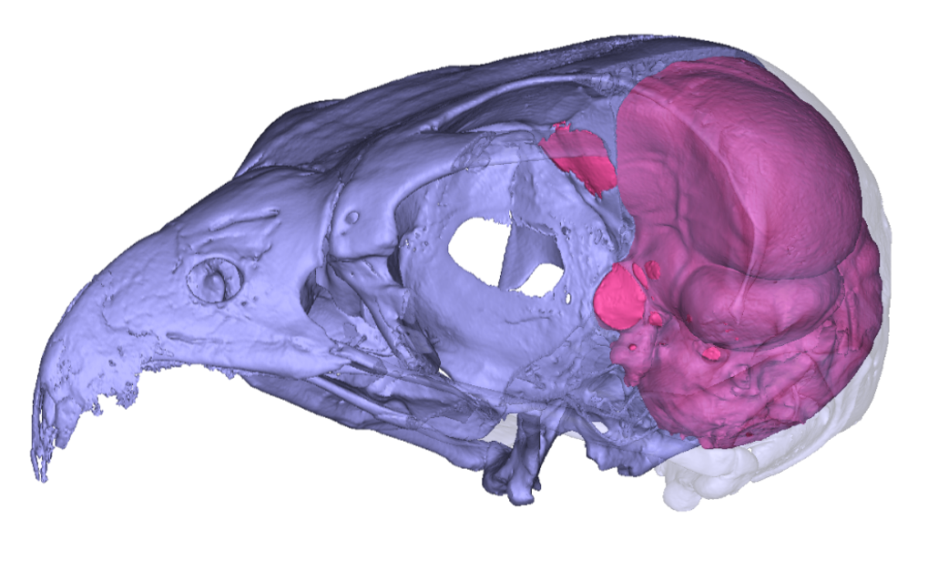 Digitally reconstructed skull and endocast of an Australian hobby falcon (Falco longipennis). CC-BY Aubrey Keirnan  