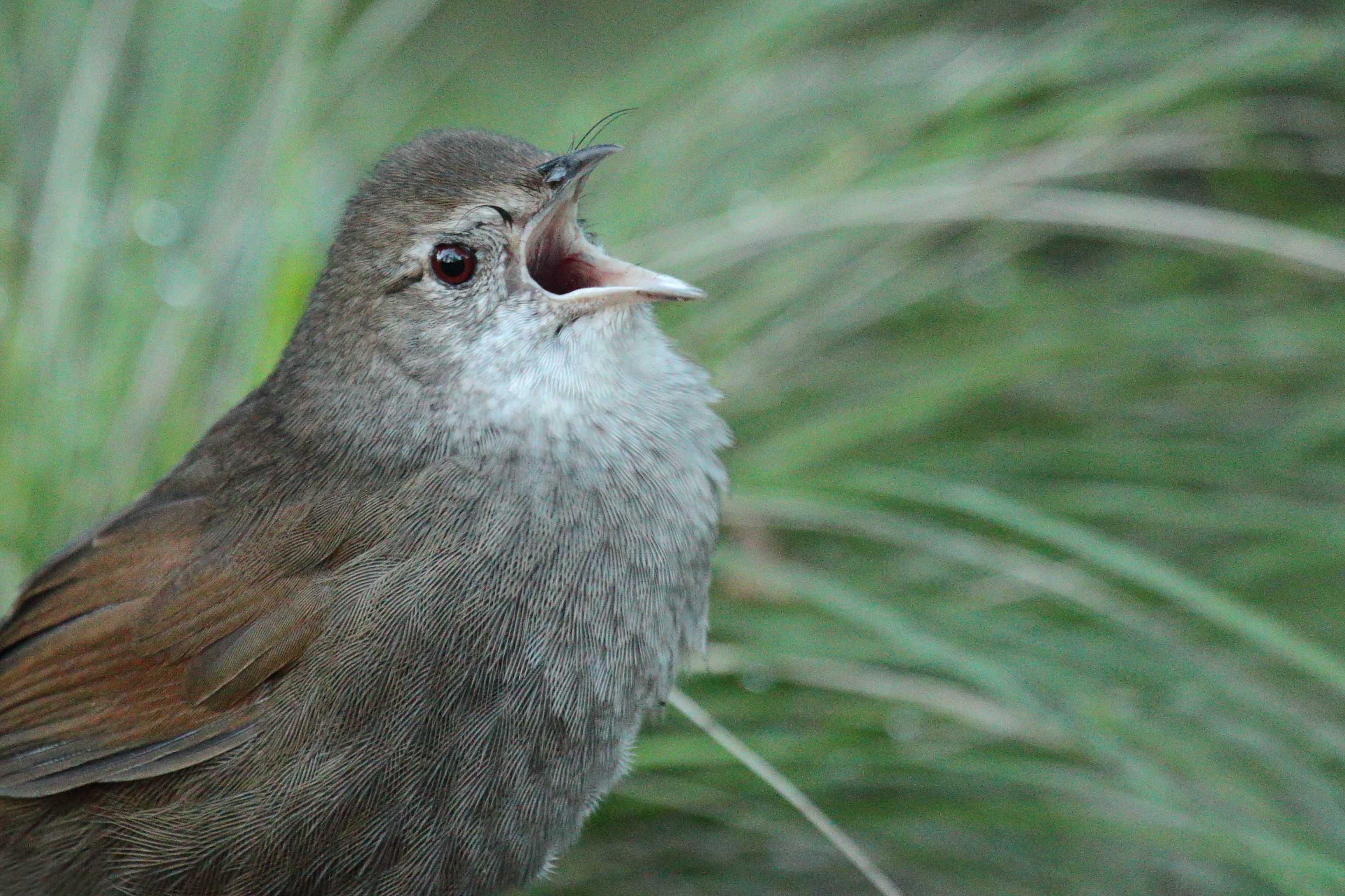 Eastern Bristlebird. Photo: Todd Burrows