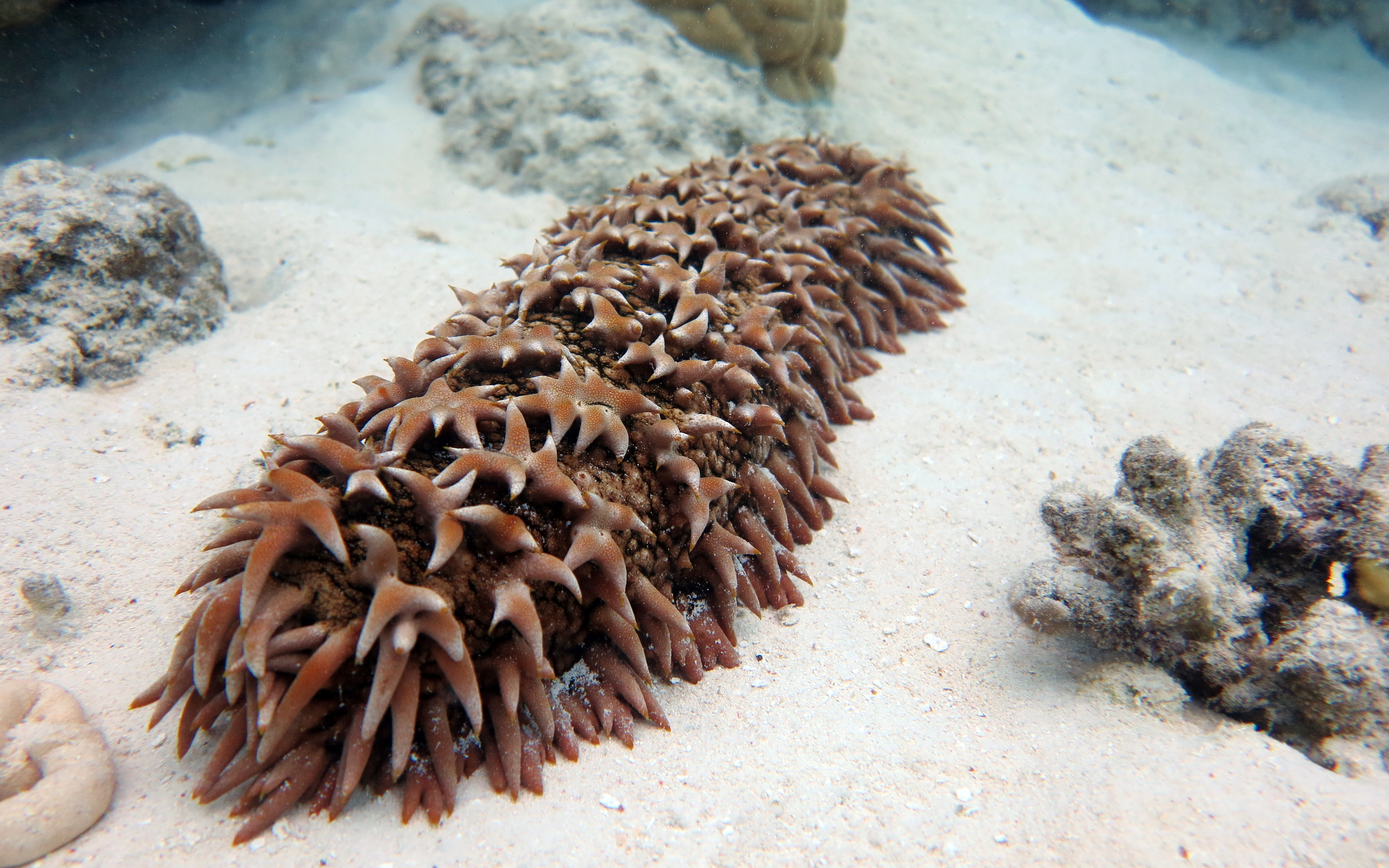 The prickly redfish, an endangered sea cucumber fished on the Great Barrier Reef, and globally. Credit: Dr Kenny Wolfe.