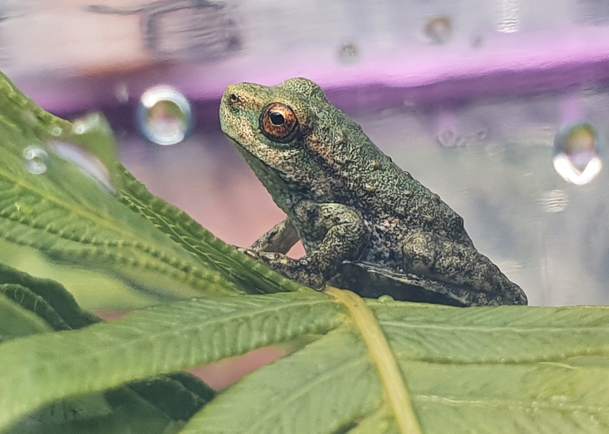 Dr Matthew West /The University of Melbourne