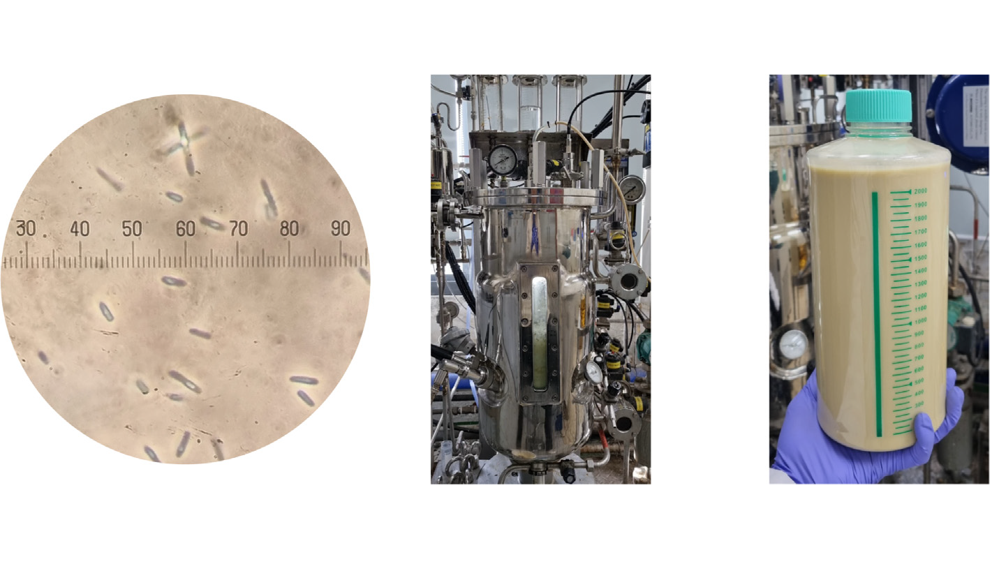 Figure 6. Fed-batch fermentative production of poly(3-hydroxybutyrate-co-D-phenyllactate) [poly(3HB-co- PhLA)] using a 30-l fermenter. CREDIT: Lee, et al (2024) 
