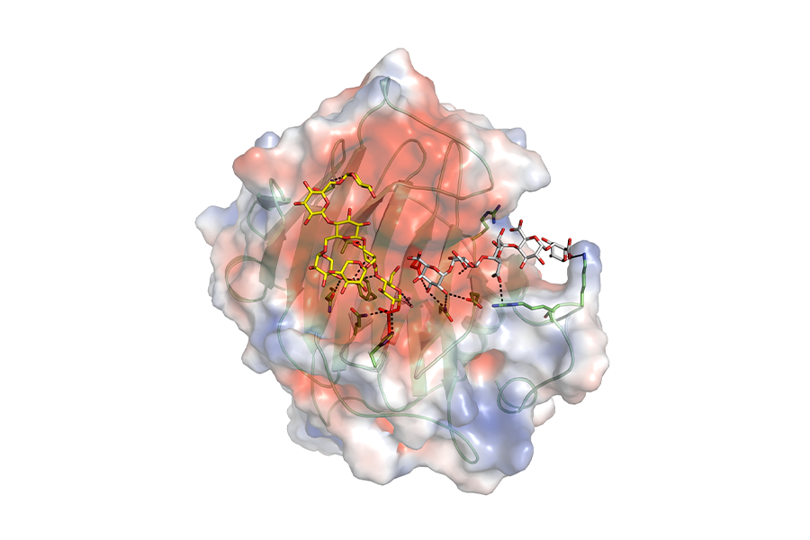 A 3D image of nasturtium xyloglucan xyloglucosyl transferase with bound substrate reactants.