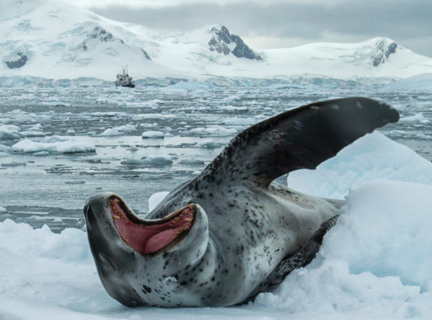 "Antarctic leopard seals (Hydrurga leptonyx) have wing-like flippers that help them to pursue fast swimming prey like penguins. Image credit: Fiona Anderson."