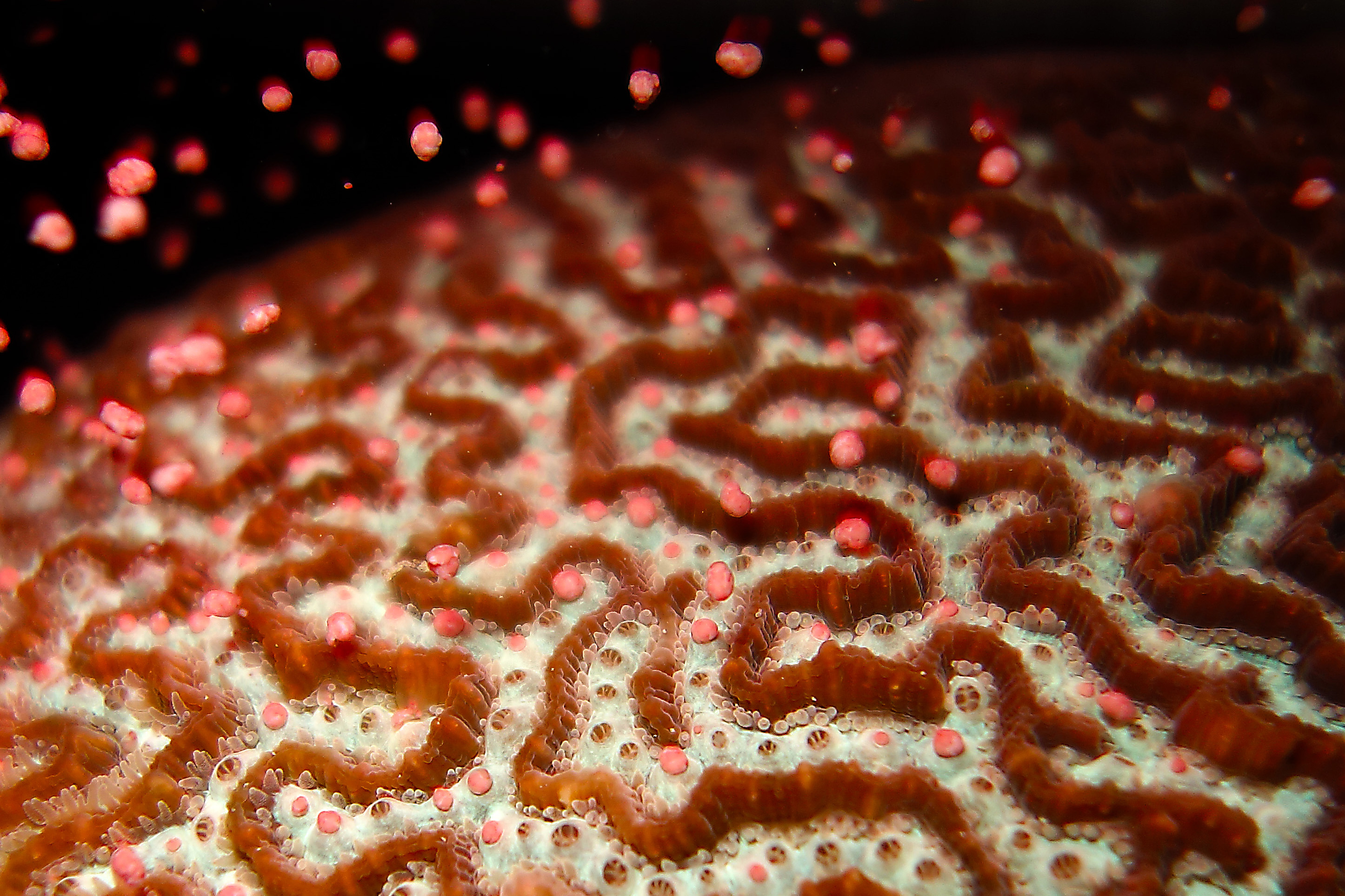 Platygyra coral colony spawning bundles of egg and sperm into the water column / credit Anna Scott
