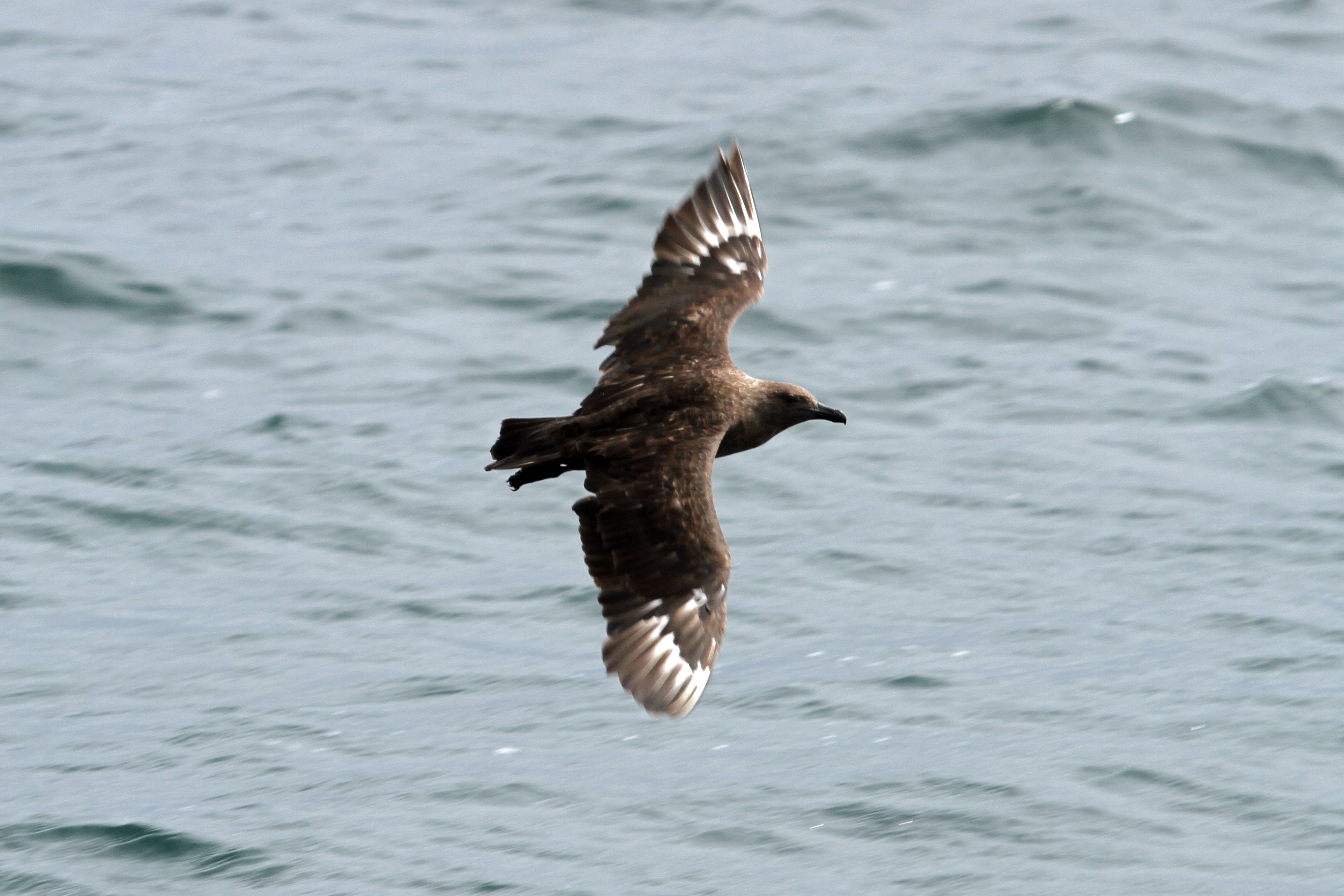 South Polar Skua, Credit: Greg Schechter from San Francisco, USA, CC BY 2.0 <https://creativecommons.org/licenses/by/2.0>, via Wikimedia Commons