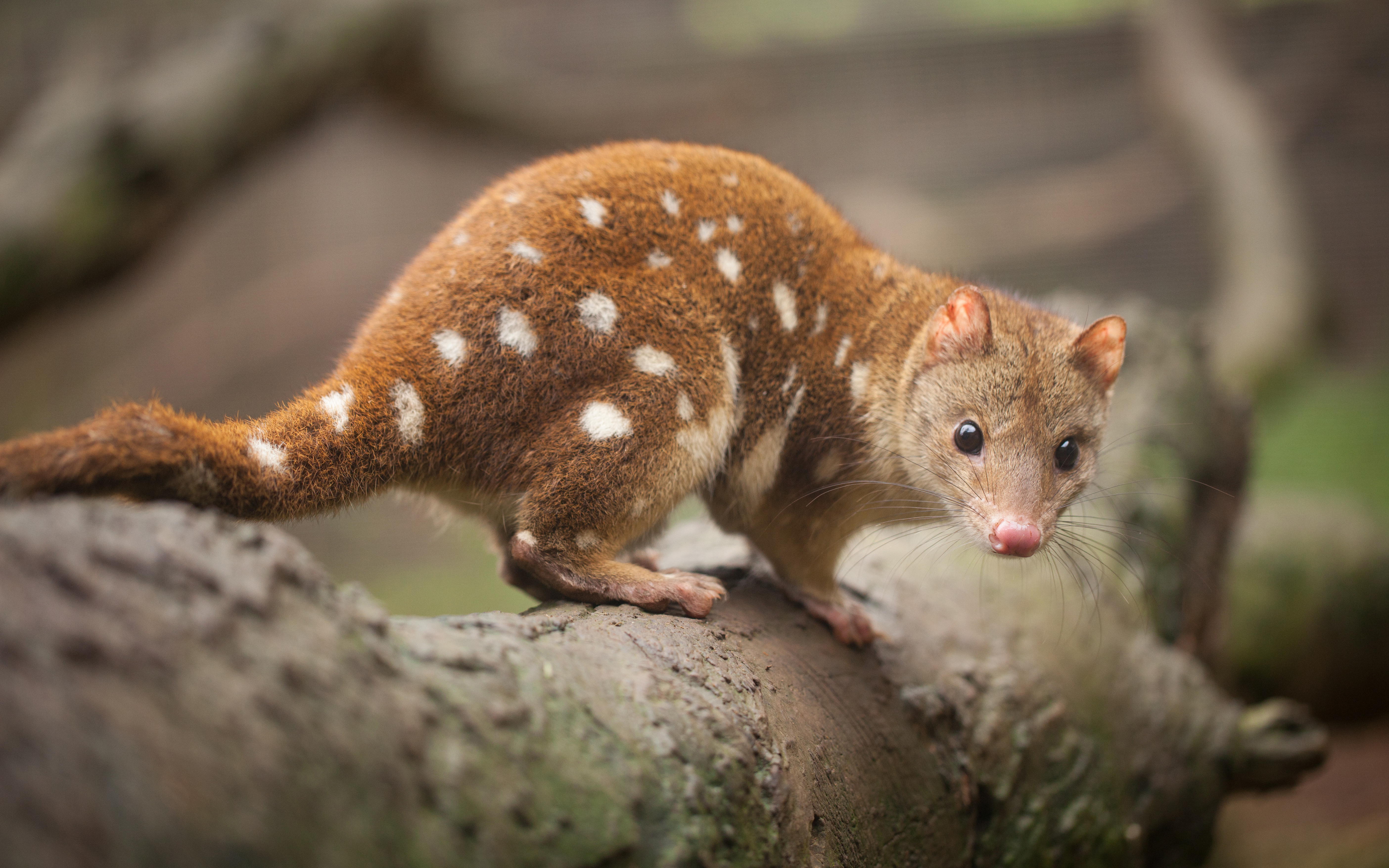 Tiger quoll
