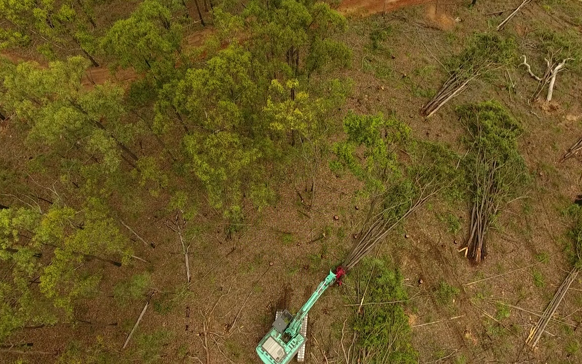 Tree by tree land clearing for housing, Springfield Qld. Credit, Dr Martin Taylor