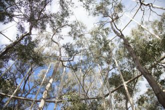 Western Sydney University's EucFACE Experiment