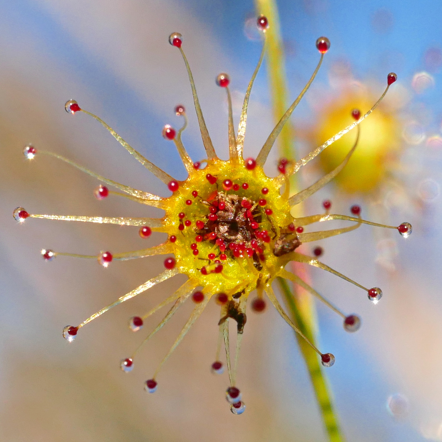 Drosera koikyennuruff. Credit: Thilo Krueger