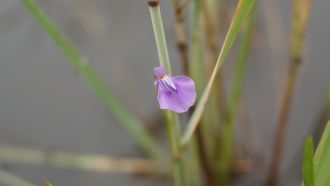 The bladderwort