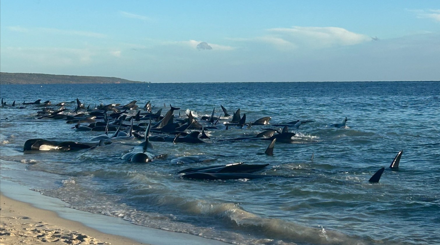 WA Department of Biodiversity, Conservation and Attractions