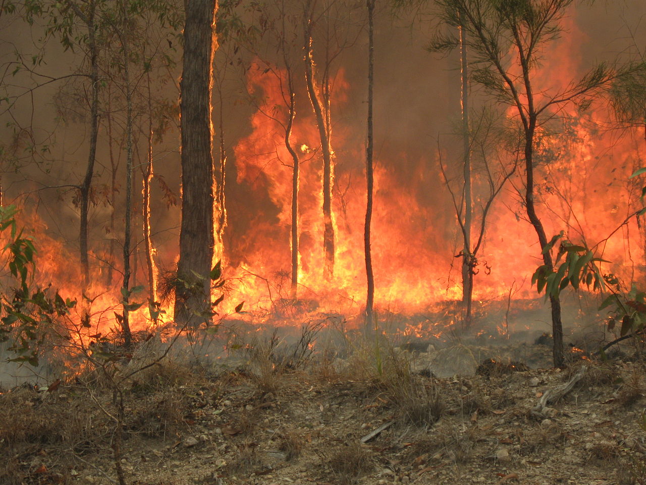 "Bush fire at Captain Creek central Queensland Australia." by 80 trading 24 - Own work. Licensed under CC BY-SA 3.0 via Commons - https://commons.wikimedia.org/wiki/File:Bush_fire_at_Captain_Creek_central_Queensland_Australia..JPG#/media/File:Bush_fire_at_Captain_Creek_central_Queensland_Australia..JPG