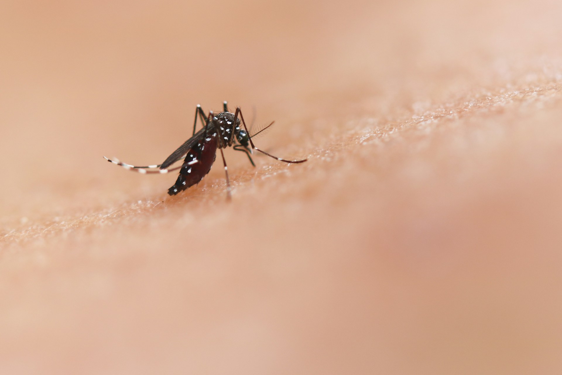 PHOTO: Unsplash/National Institute of Allergy and Infectious Diseases