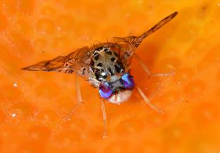 Mediterranean fruit fly, credit Oxitec