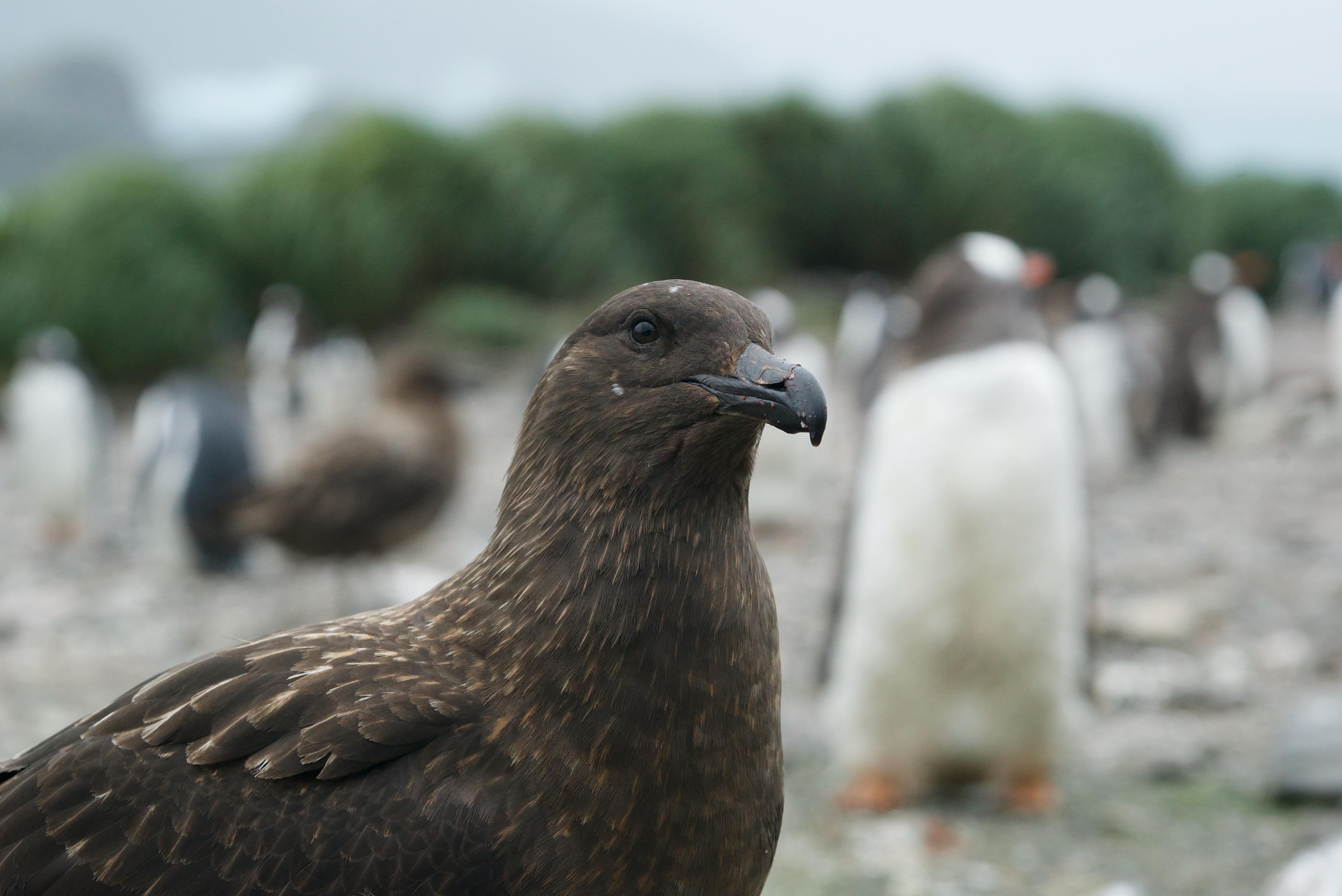 Birds in Antarctica. Credit: Ashley Bennison