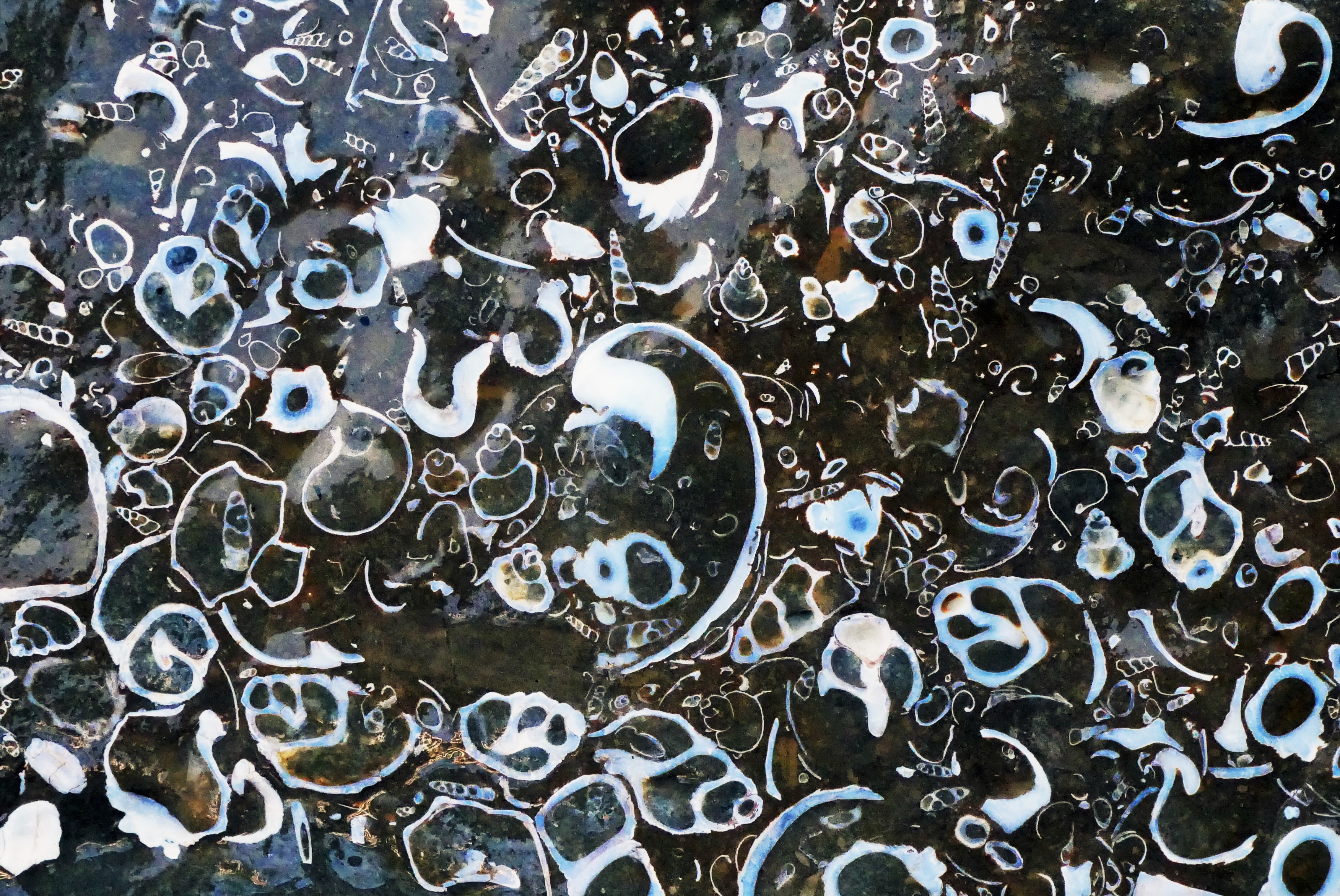 Example of New Zealand’s fossilised shallow-marine biota. PHOTO: Tom Womack