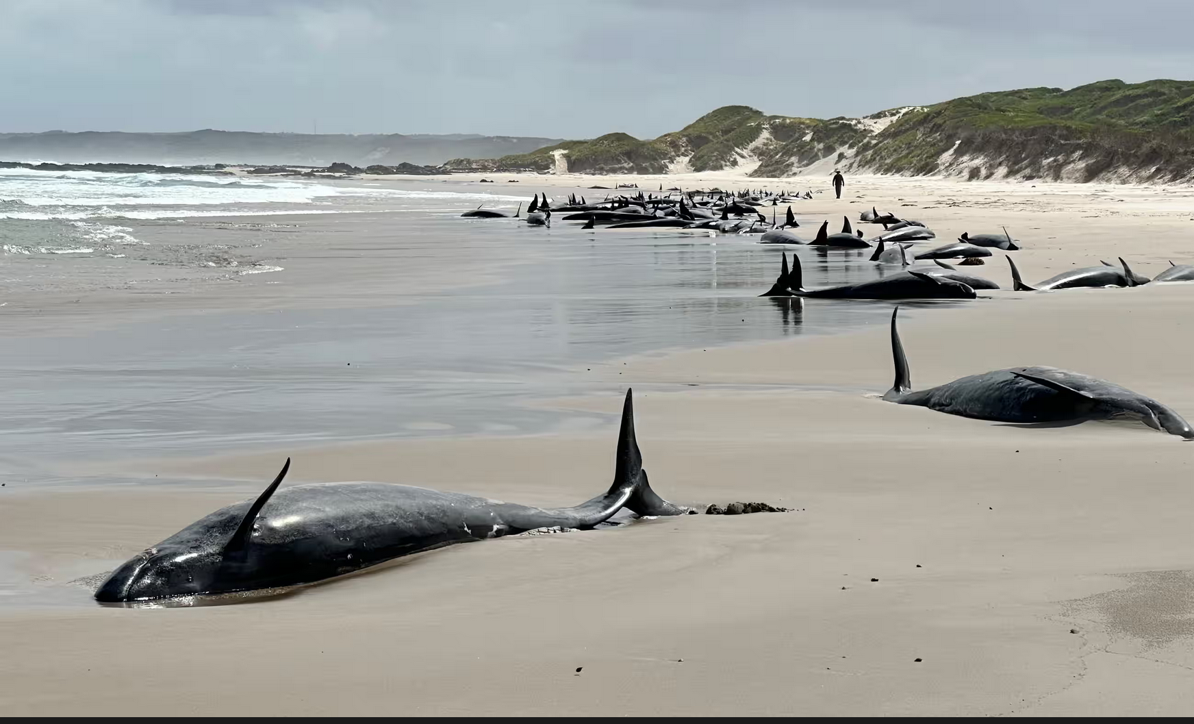 A group of what are believed to be false killer whales have stranded near Arthur River, on the west coast of Tasmania. Photograph: Department of Natural Resources and Environment Tasmania