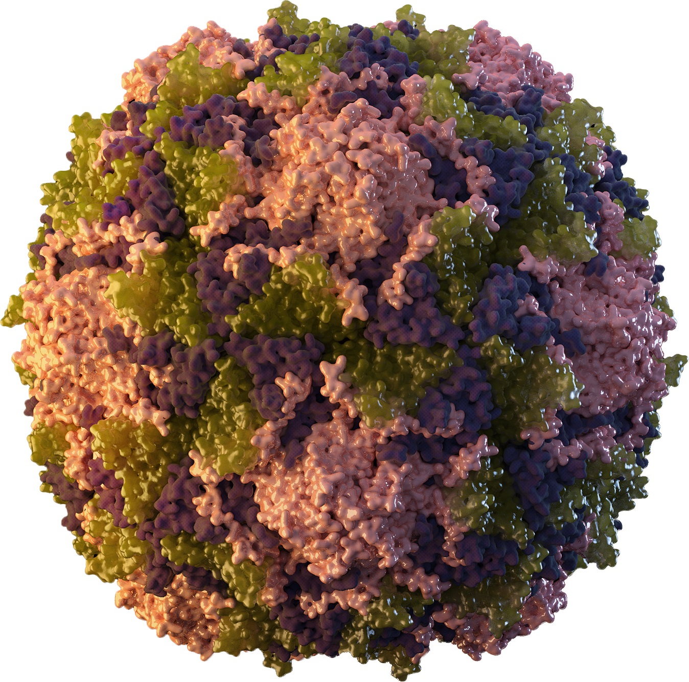 Polio virus - CDC public domain