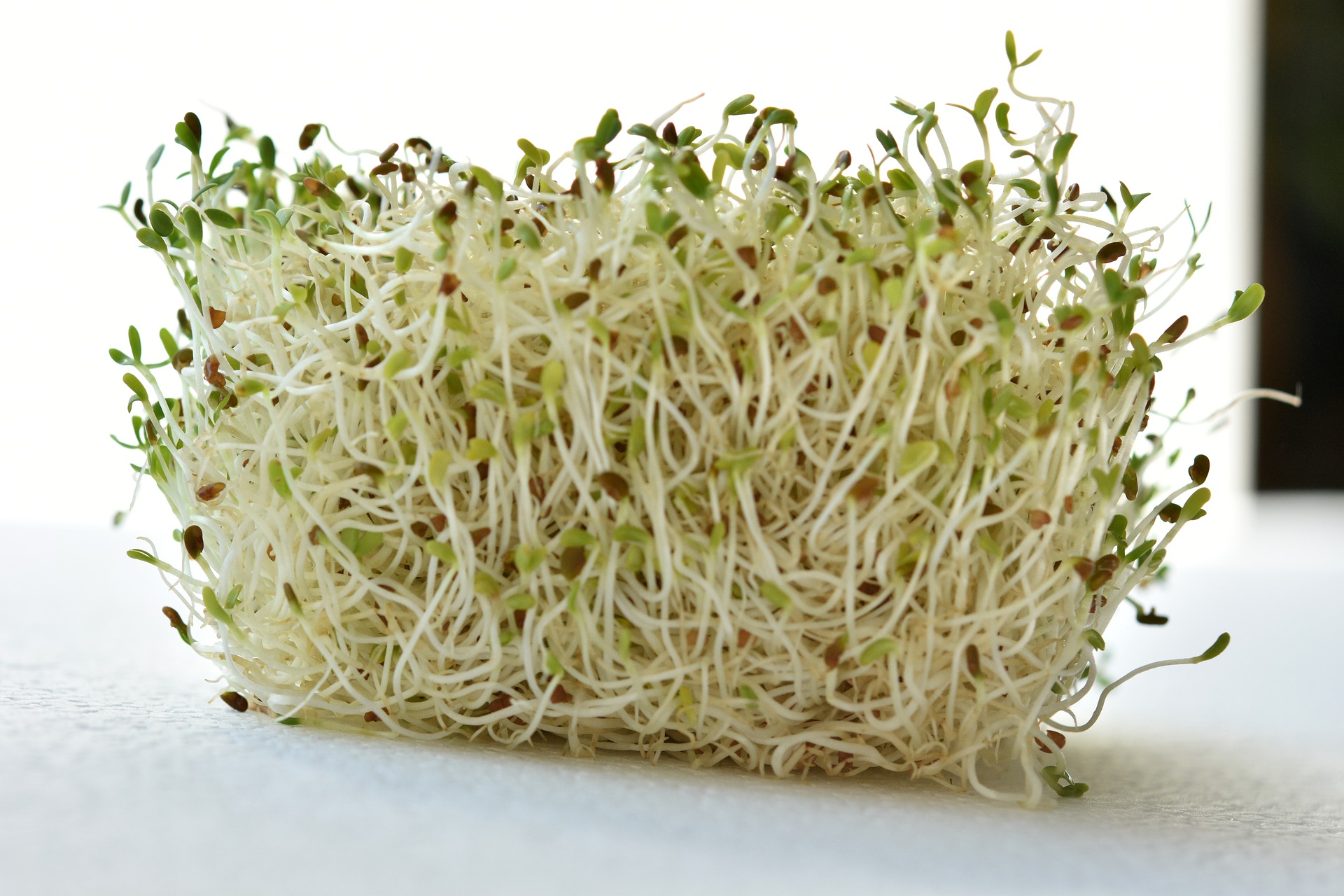 alfalfa sprouts - pixabay
