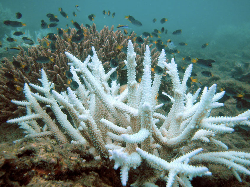credit: Acropora