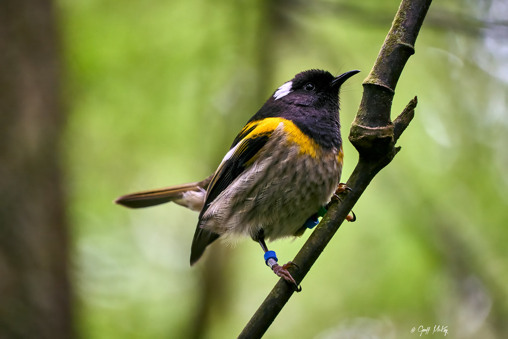 New Zealand hihi (male) - Geoff McKay, Flickr - Creative Commons CC BY 2.0 - https://www.flickr.com/photos/129472387@N07/51584065005