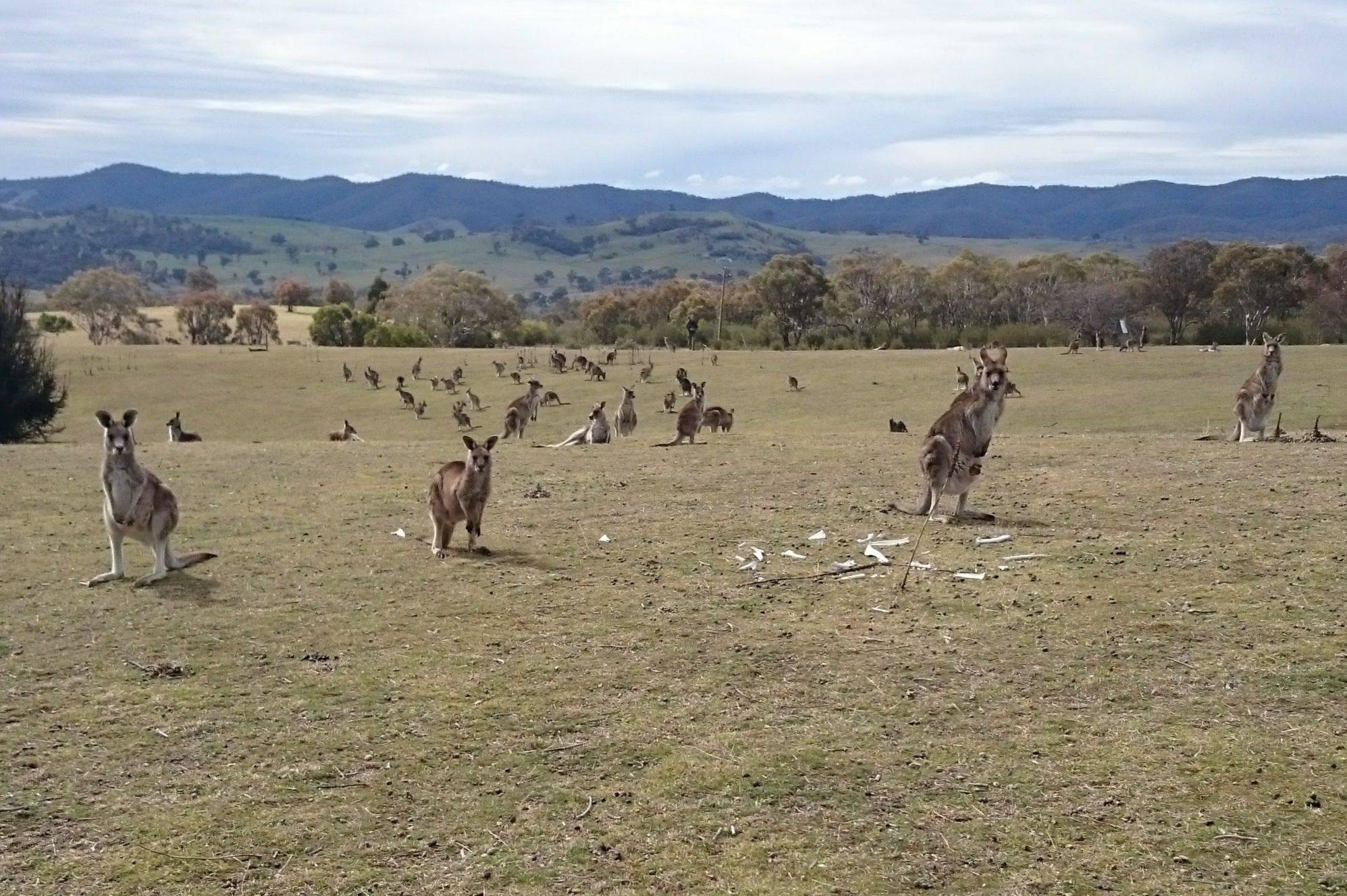 High densities of Eastern Grey Kangaroo (Macropus giganteus). Note the short grassy sward and the bones in the foreground that are evidence of kangaroos that have perished. Photo courtesy Melissa Snape.