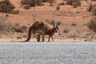 Drought affected kangaroo on roadside. 