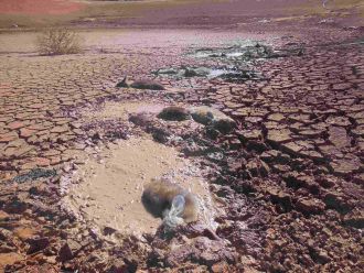 Kangaroos bogged in a dam. 