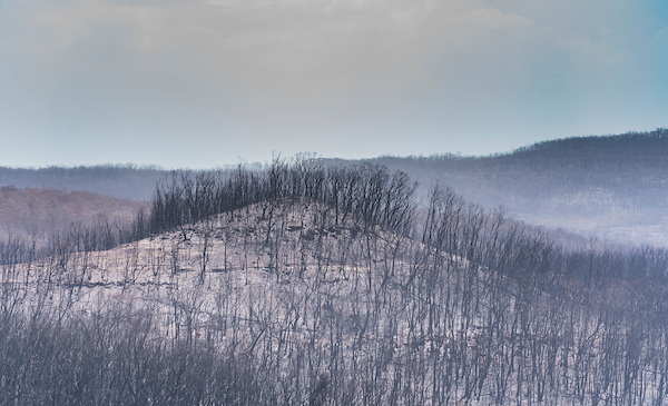 Moreton national Park after the Currowan fire of January 2020. Photo: ANU