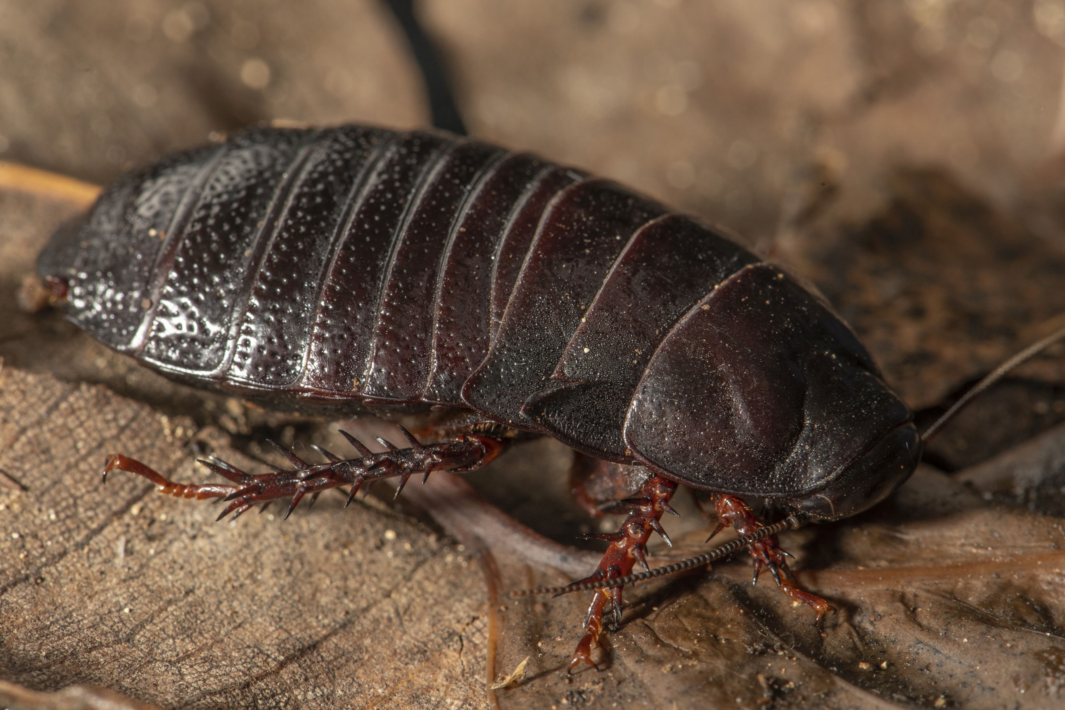 The Lord Howe Island wood-feeding cockroach, Panesthia lata  [Justin Gilligan/NSW DPE]