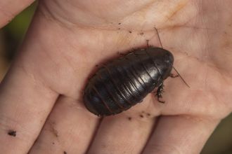 Maxim Adams holds one of the wood-feeding cockroaches