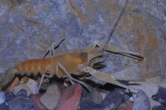Woodville Karst Cave Crayfish (Procambarus orcinus)