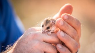 A Hairy-footed Dunnart at Bush Heritage’s Hamelin Station Reserve. 