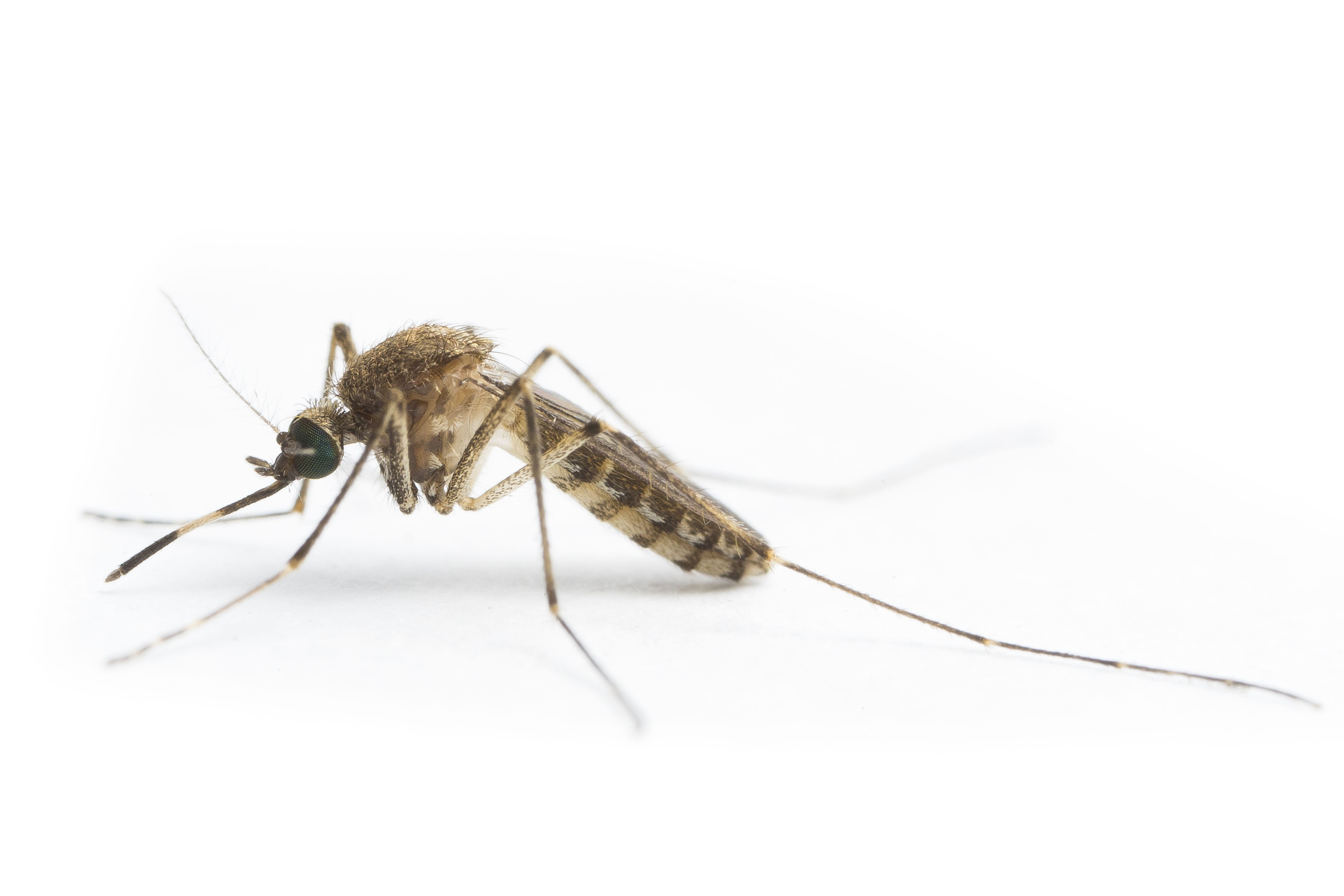 Mosquito Control Laboratory, QIMR Berghofer 