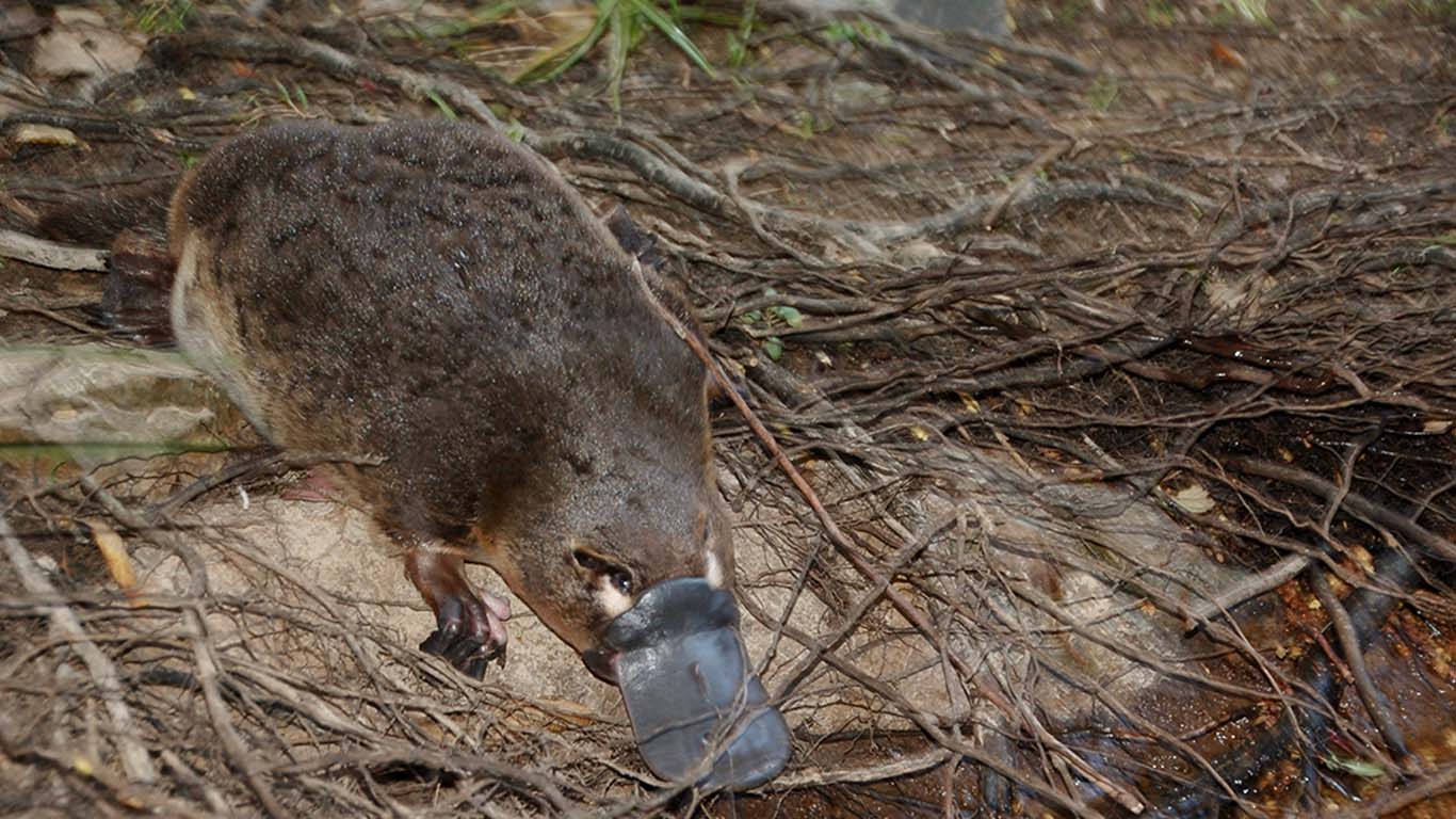 A platypus on a creek bed. Image credit: Josh Griffiths
