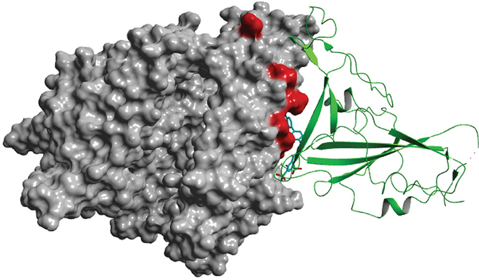 Evans blue (cyan) is shown bound at the interface between the SARS-CoV-2 Spike (green) and its host receptor ACE2 (grey). Image credit: AProf Thomas Haselhorst