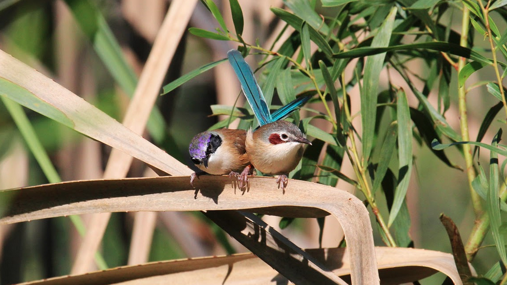Caption: Avoiding predation is key for surviving in the wild.     Credit:  Dr Niki Teunissen. 