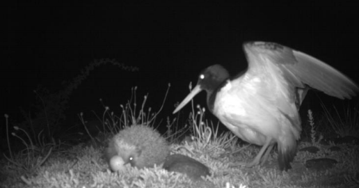 Camera trap of hedgehog preying on bird eggs. Source:  Manaaki Whenua - Landcare Research
