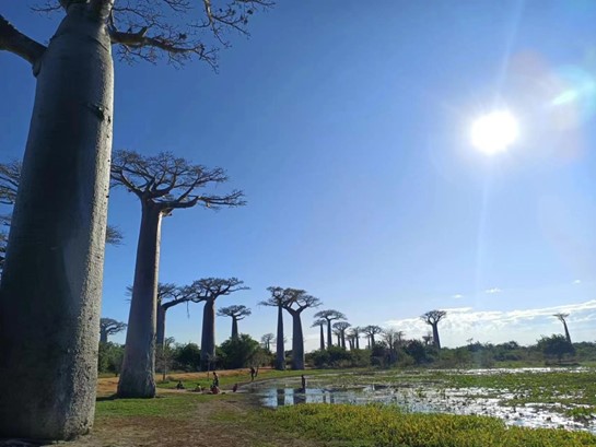 Avenue of Baobabs in Morondava, Madagascar Photo Credit: Neng Wei