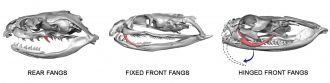 Snake fangs Image 1 