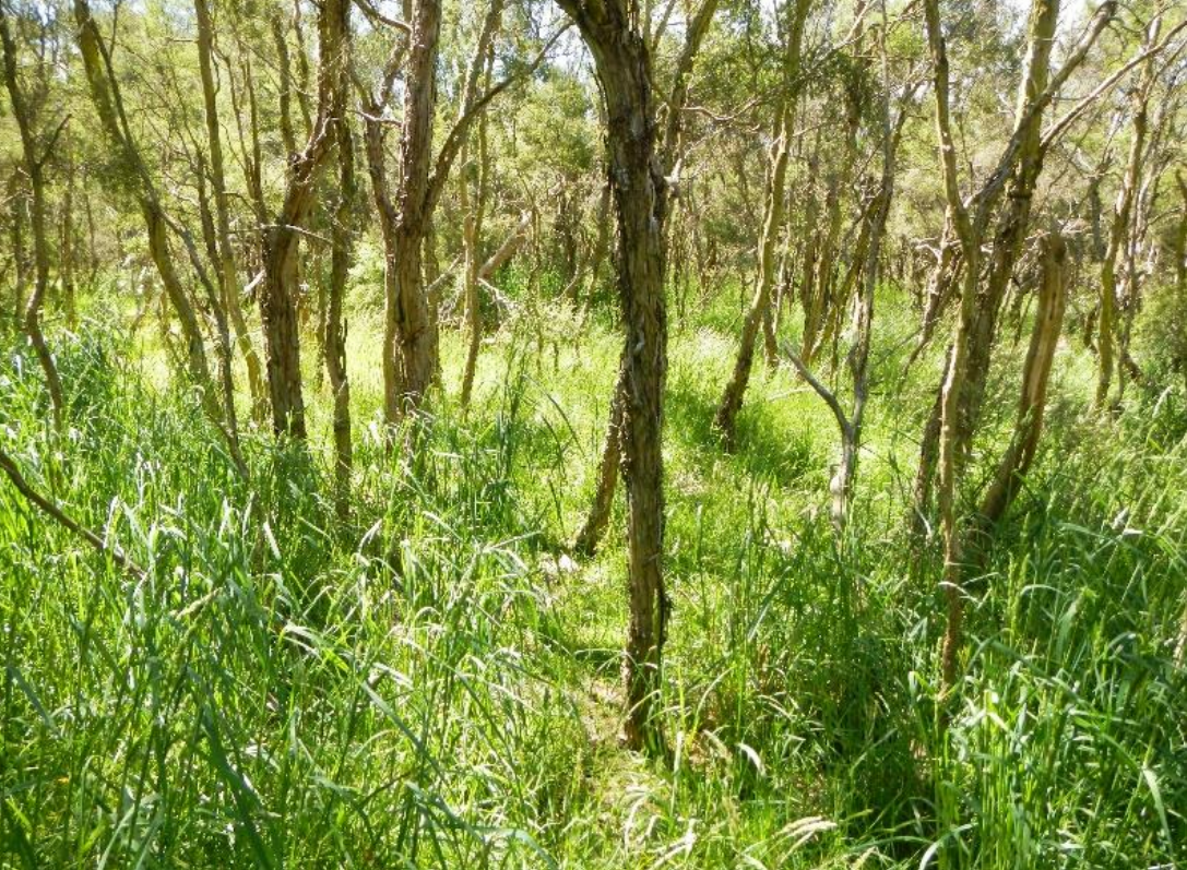 Water-demanding Yorkshire fog (Holcus lanatus) invading indigenous kanuka (Kunzea ericoides) shrubland along an irrigated boundary at Eyrewell Scientific Reserve. Credit: Gretchen Brownstein.