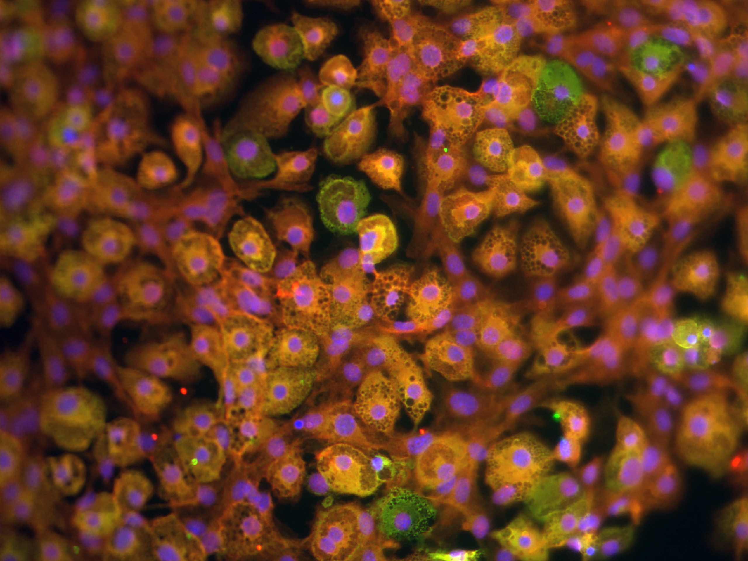 By M. Oktar Guloglu - Own work, CC BY-SA 4.0, https://commons.wikimedia.org/w/index.php?curid=45331580