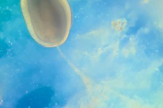 Coral larvae captures food particles with mucous net