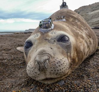 Female elephant seal