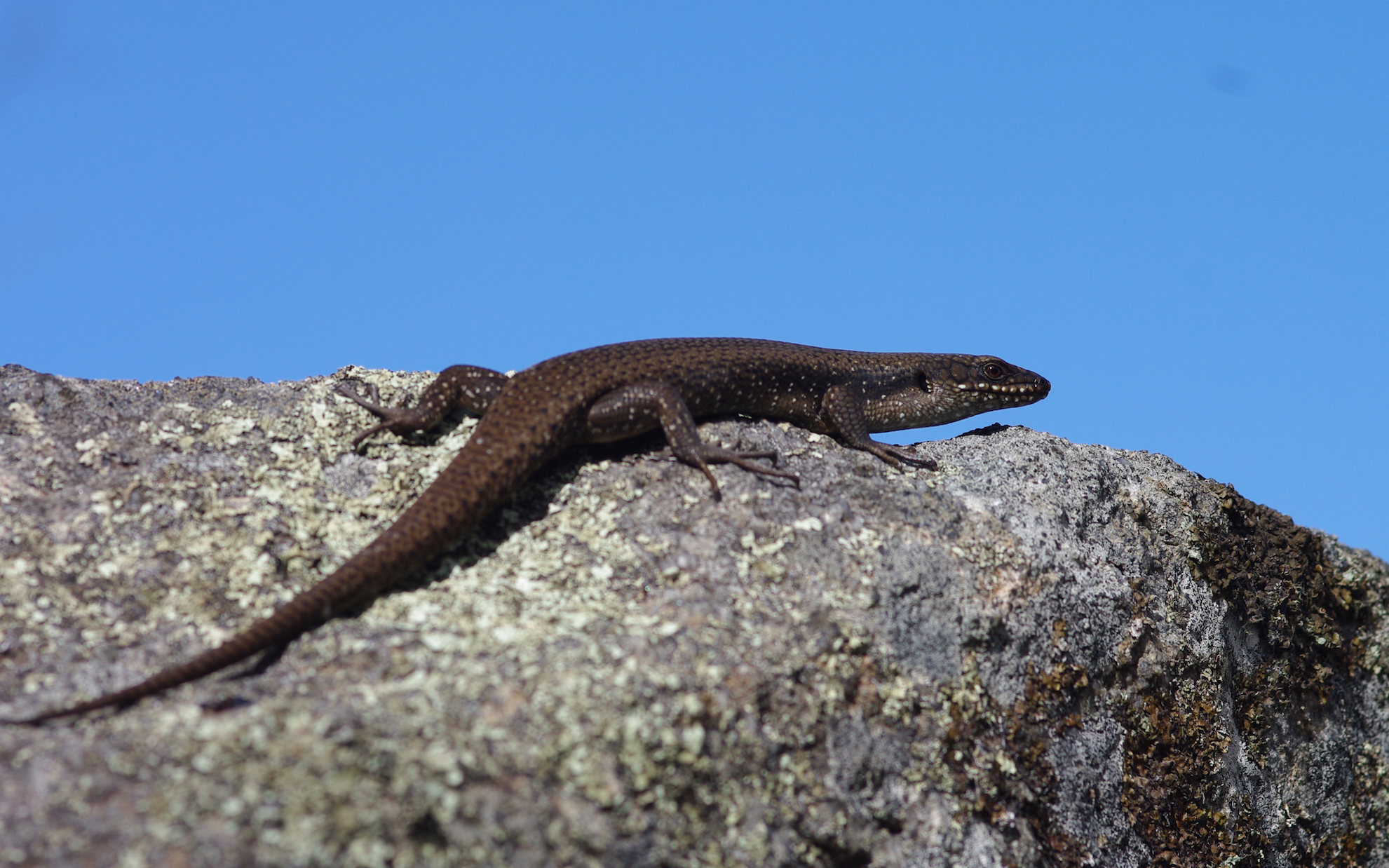 Dr Julia Riley, Dalhousie University