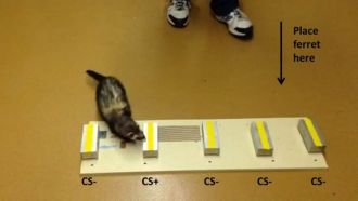 Trained ferret performing test
